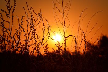 Herbs against sky at sunset - бесплатный image #198215