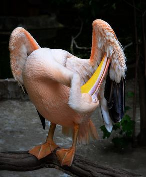 Pelican scratching wing - image gratuit #198225 