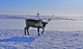 Reindeer - Kostenloses image #199005