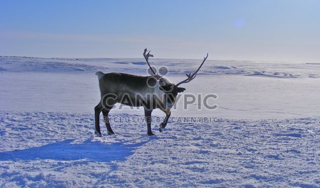 Reindeer - image #199005 gratis