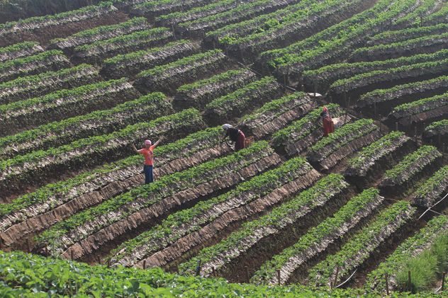 Strawberry fields in Thailand - image #199025 gratis