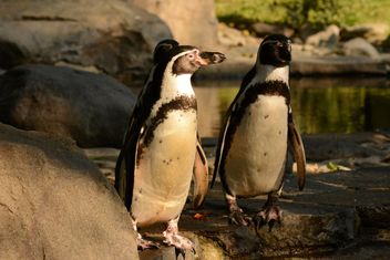Penguins on the walk - бесплатный image #201465