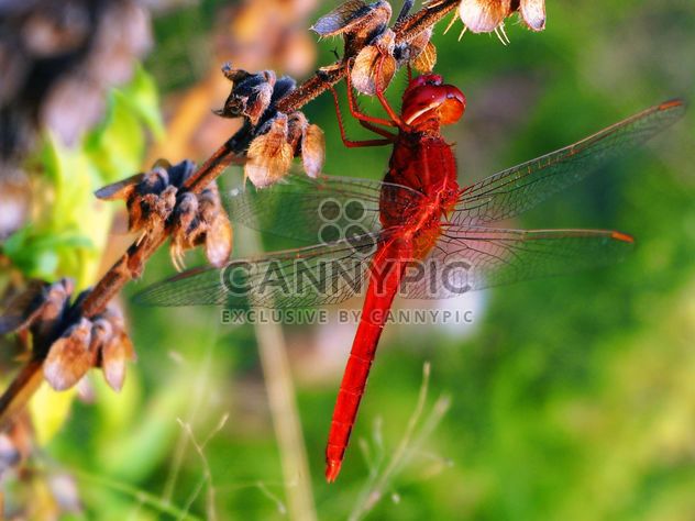 Red dragonfly on the herb - бесплатный image #201505