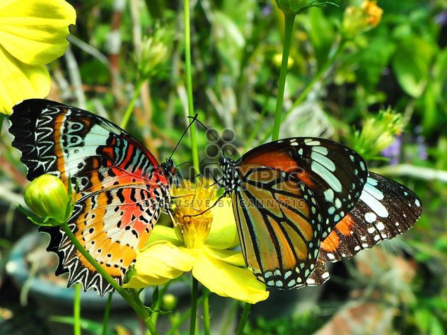 Pair of butterflies on flower - бесплатный image #201545