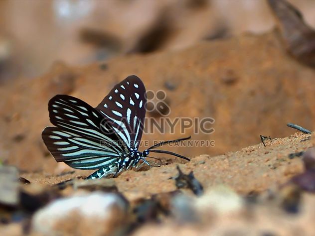 Dark Blue Tiger butterfly - image gratuit #201565 