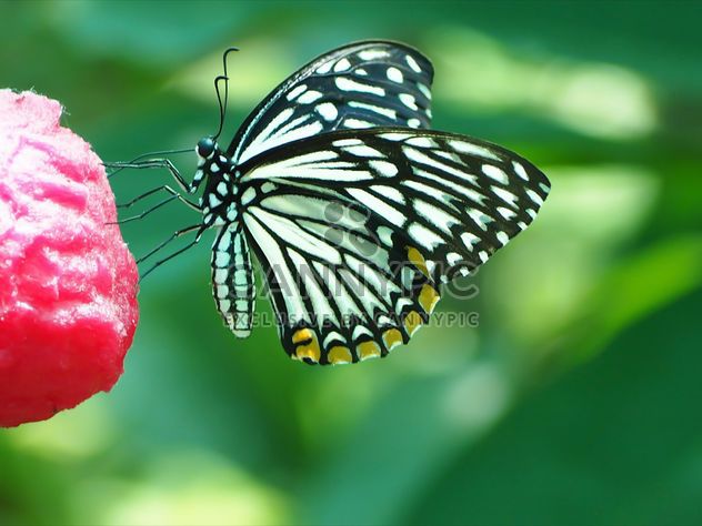 Butterfly on red flower - Free image #201575