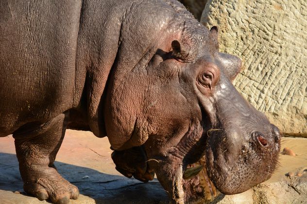 Hippo In The Zoo - Free image #201585