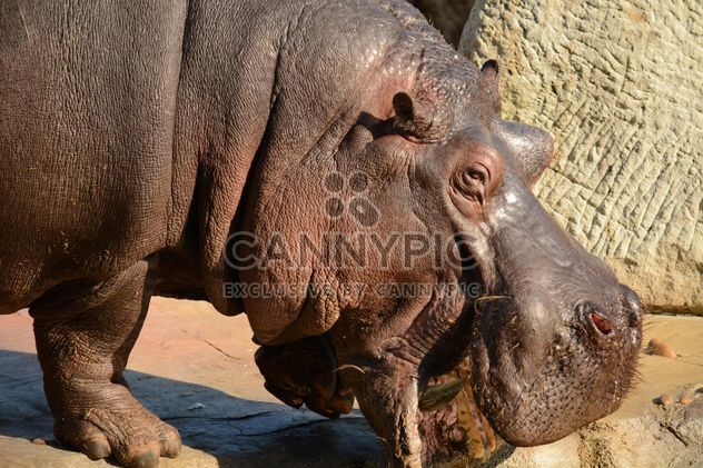 Hippo In The Zoo - image #201585 gratis