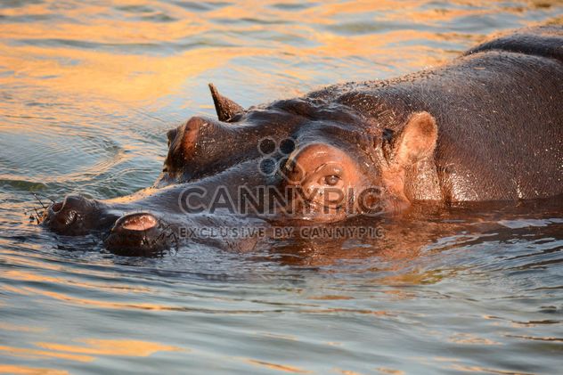 Hippo In The Zoo - image #201595 gratis