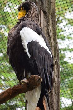 Close-Up Portrait Of Eagle - image #201605 gratis