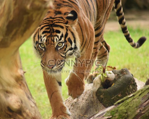 Tiger in the Zoo - Free image #201615