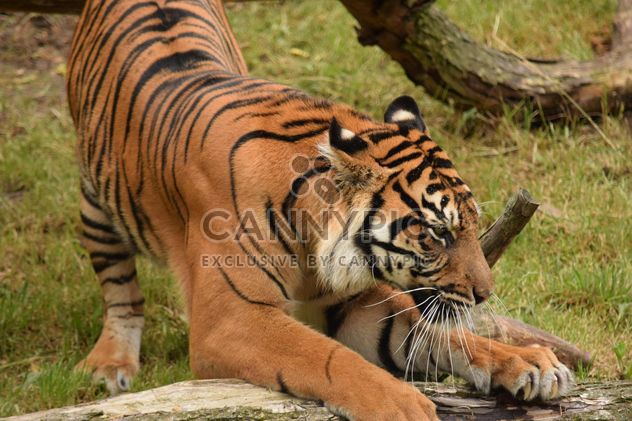 Tiger in the Zoo - Free image #201625