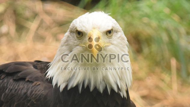 Portrait of Bald Eagle - Kostenloses image #201655