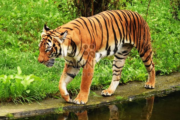 Tiger in the Zoo - image gratuit #201665 
