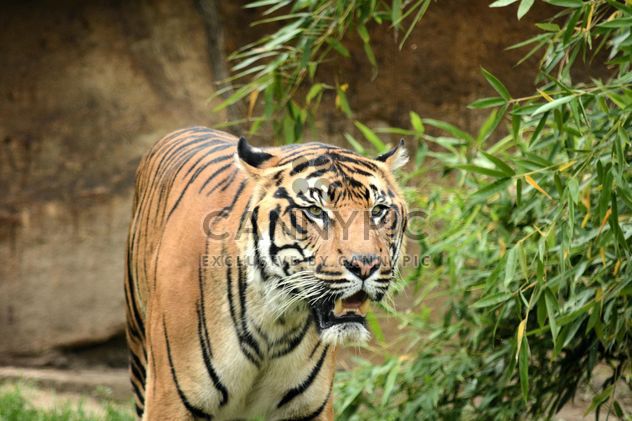 Tiger in the Zoo - Free image #201675