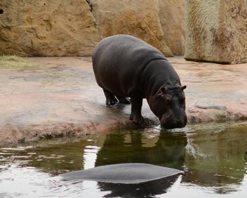 Hippo In The Zoo - image #201685 gratis