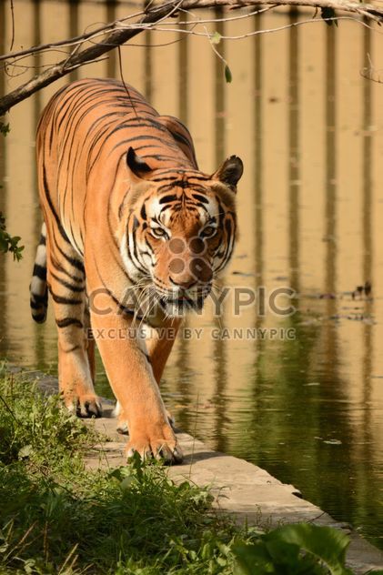 Tiger Close Up - Kostenloses image #201705