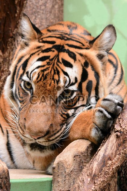 Tiger Close Up - Kostenloses image #201725