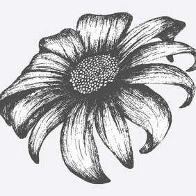 Free Hand Drawn Floral Vector Element - бесплатный vector #216335