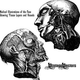 Peeled Back Face Medical Illustration - Kostenloses vector #219775