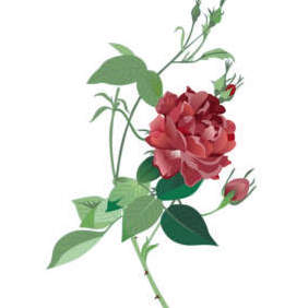Rosa Indica Pattern - vector #222585 gratis