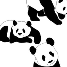 Panda Bears - vector gratuit #222885 