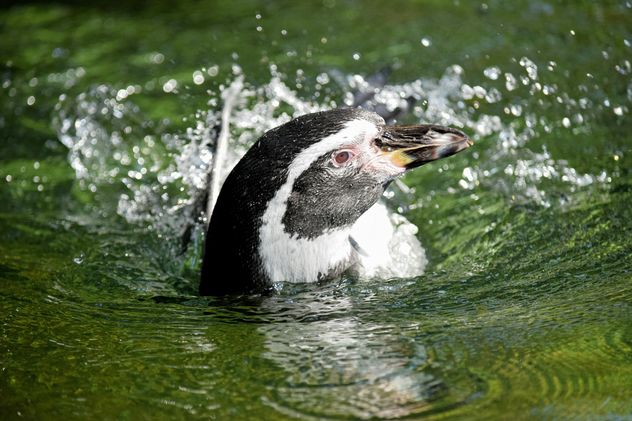Penguin in The Zoo - Kostenloses image #225325