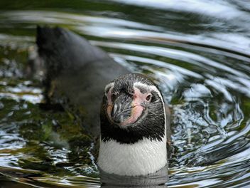 Penguin in The Zoo - Kostenloses image #225335