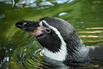 Penguin in The Zoo - Kostenloses image #225345