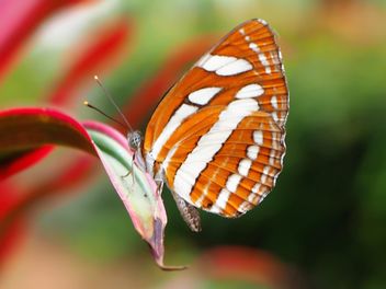 Butterfly close-up - image gratuit #225365 