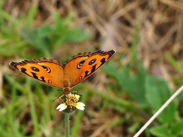 Butterfly close-up - image gratuit #225405 