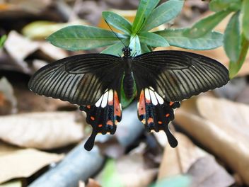 Butterfly close-up - image gratuit #225425 