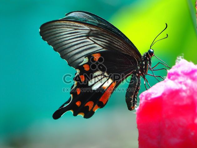 Butterfly close-up - image #225445 gratis