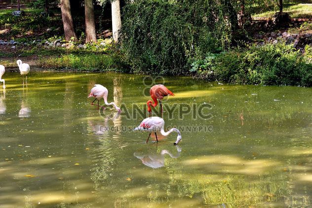 flamingo - image gratuit #229365 