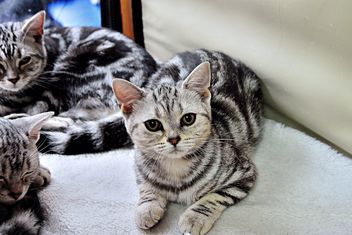 striped gray cats - image #229445 gratis