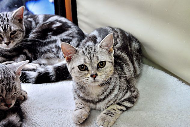 striped gray cats - image gratuit #229445 