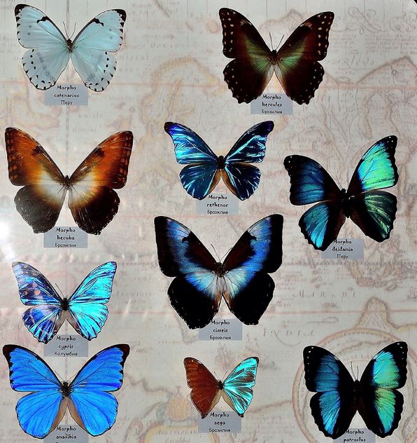 Collection of butterflies - image gratuit #229455 