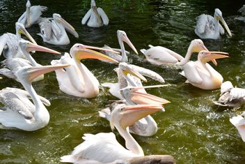 Pink Pelicans - Kostenloses image #229475