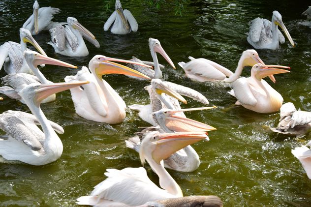 Pink Pelicans - Free image #229475