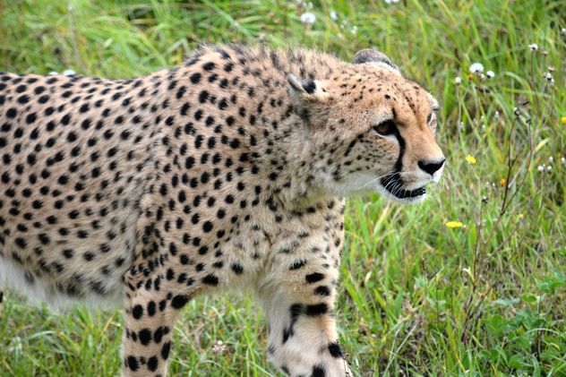 Cheetah on green grass - image #229505 gratis