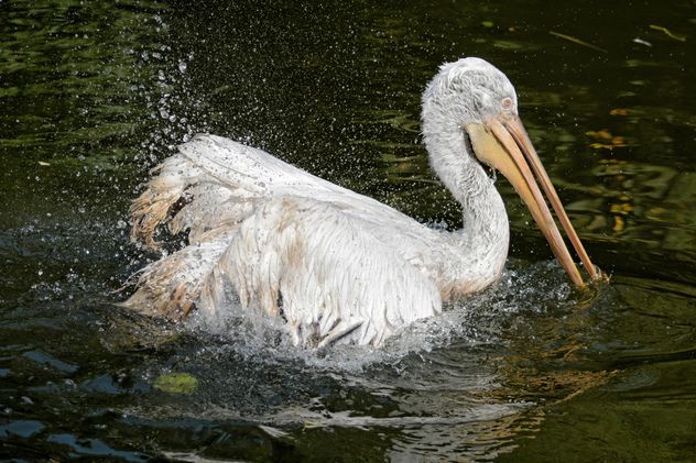 Pelican in a pond - image #229515 gratis