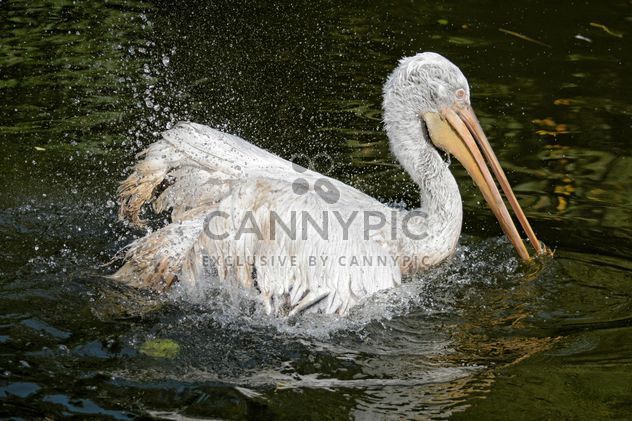 Pelican in a pond - image #229515 gratis