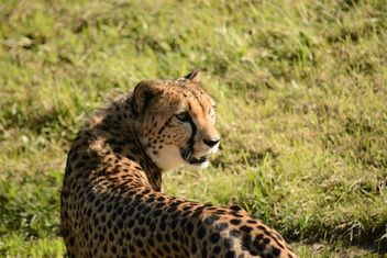 Cheetah on green grass - image #229525 gratis