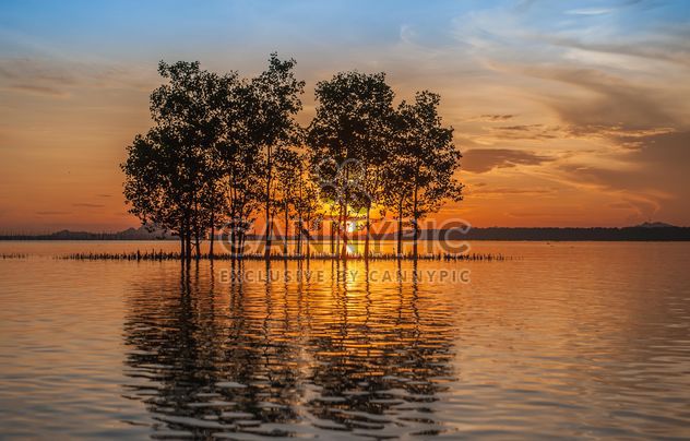 Trees growing from water - бесплатный image #271795