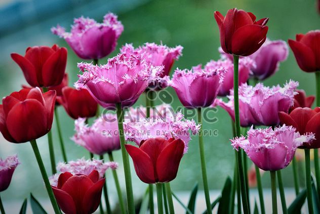Red and pink tulips - image gratuit #271935 