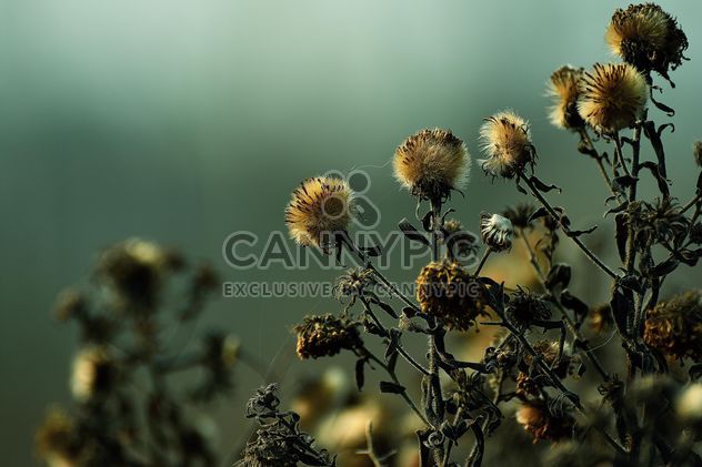 Dry spring thorns - Free image #271955