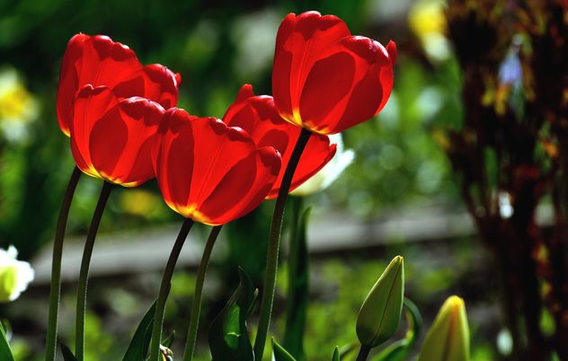 Red tulips in sunlight - image #271965 gratis