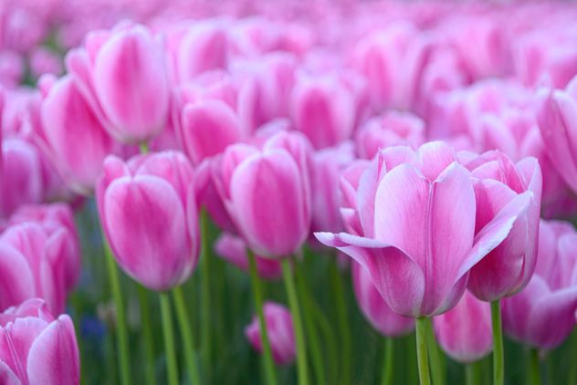 Pink spring tulips - image gratuit #272345 