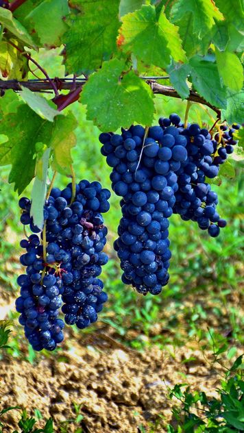 Wine grapes at countryside - image #272915 gratis