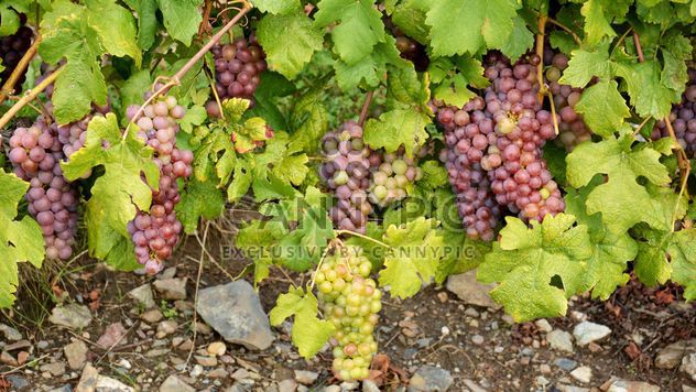 Organic Grapes - Kostenloses image #272925